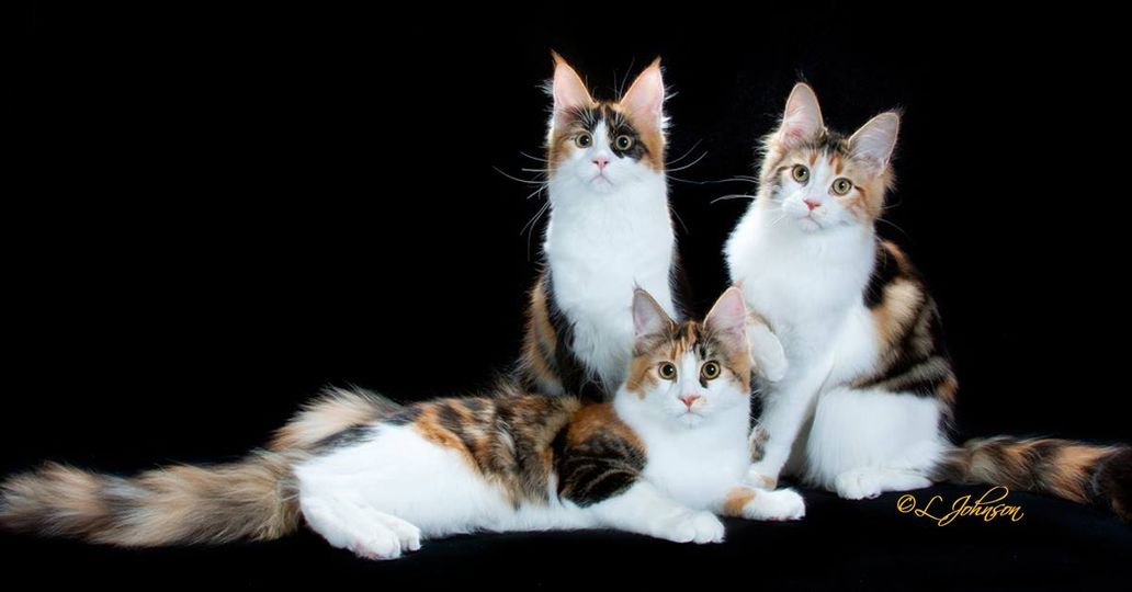 Cat Show in Simi Valley on July 29, 2023