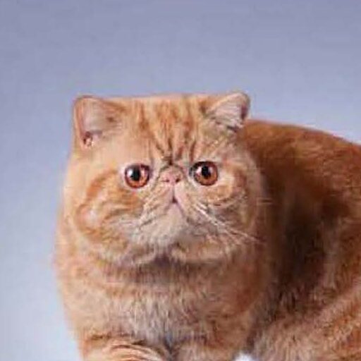 Cat Show in LA (Glendale) Saturday, Aug. 23