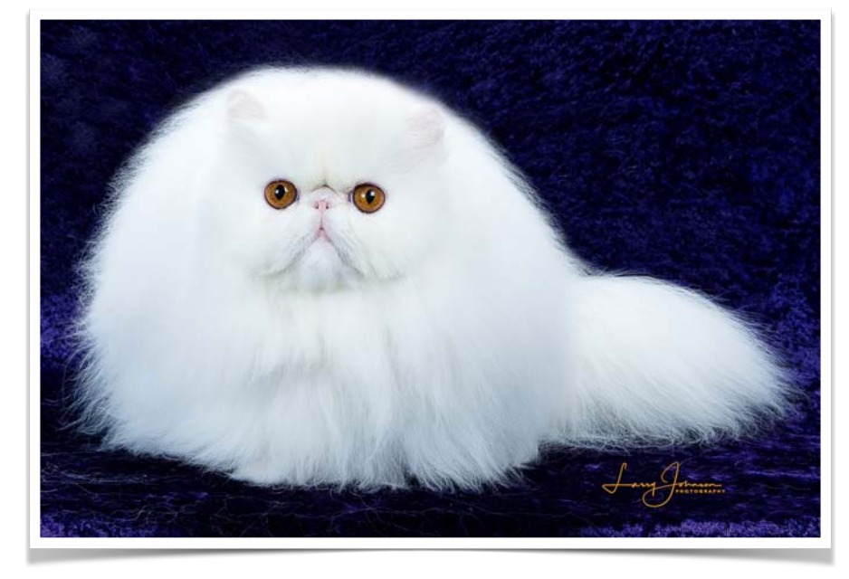 Cat Show in Palm Springs, Sat. March 23
